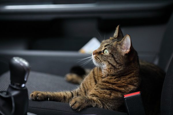COMMON PROBLEMS YOUR KITTY FACES