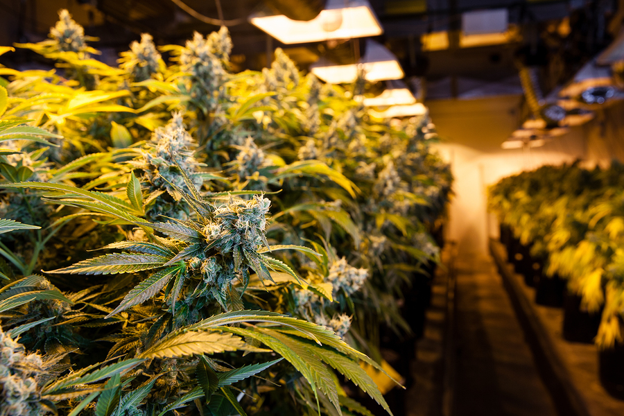 FACTORS YOU SHOULD CONSIDER BEFORE OPENING A DISPENSARY