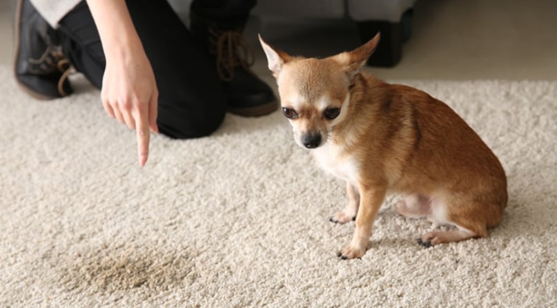 How Pet Waste Cleanup Services Benefit Local Communities